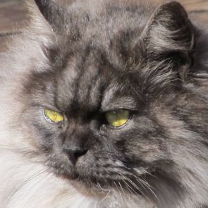 Meet your Posher, Barbara